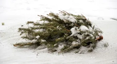 Gdzie wyrzucić choinkę? Nie pal jej w kominku, bo srogo zapłacisz