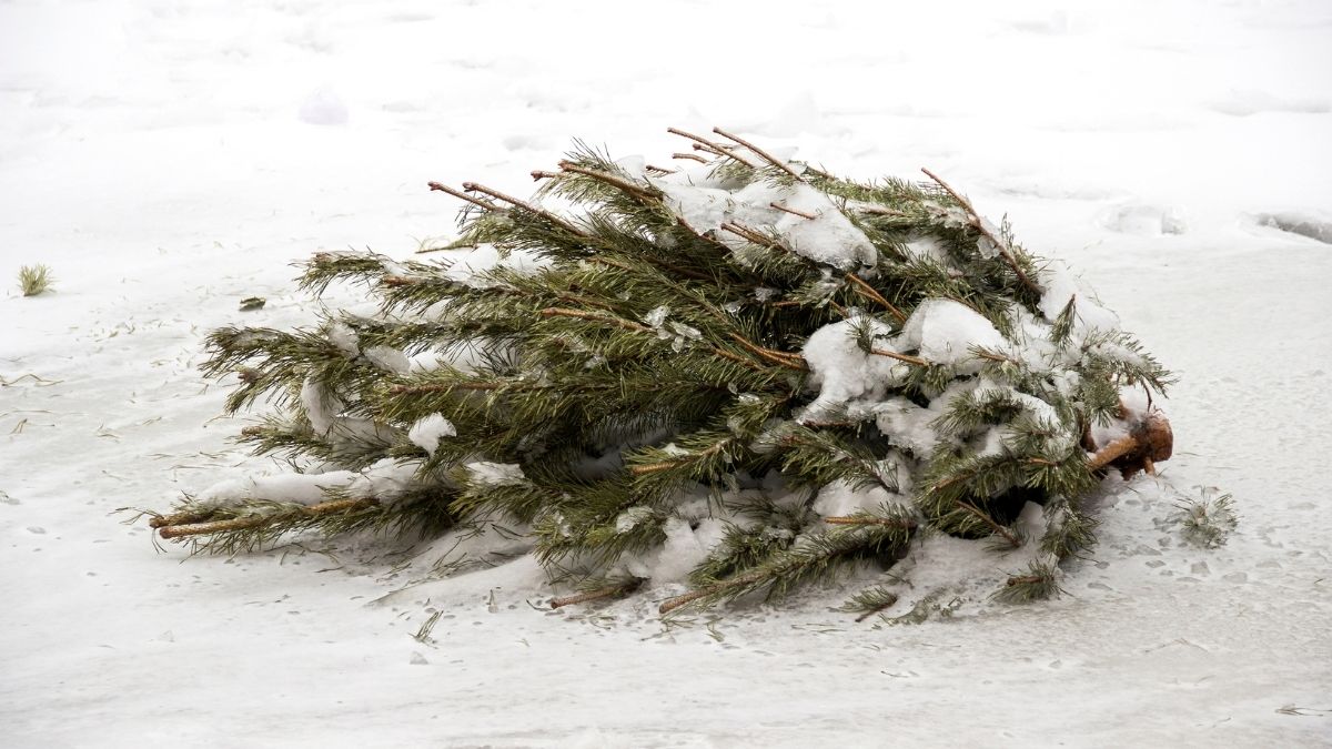 Gdzie wyrzucić choinkę? Nie pal jej w kominku, bo srogo zapłacisz