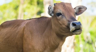 Ta krowa wzięła szczotkę w pysk. Naukowcy musieli sprawdzić nagranie dwa razy