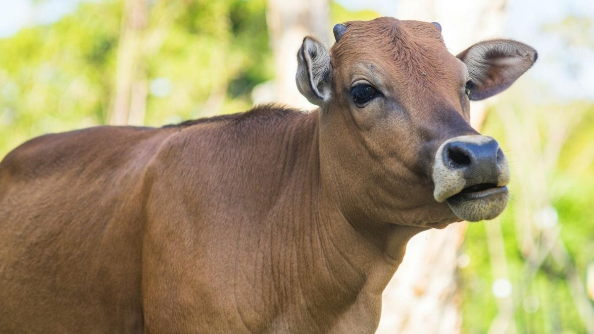 Pierwsza krowa na świecie, która drapie się patykiem. Naukowcy oszołomieni