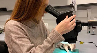 Wyobraź sobie klamkę, która sama się dezynfekuje, ale tylko wtedy, gdy dotknie jej chory człowiek. Albo okno, które bezlitośnie niszczy osiadające na nim wirusy, pozostając bezpiecznym dla ludzkiej skóry. To efekt lat pracy naukowców z Instytutu Fizyki Jądrowej PAN w Krakowie. Ich nanokompozyt B-STING to prawdziwa rewolucja w walce z drobnoustrojami.