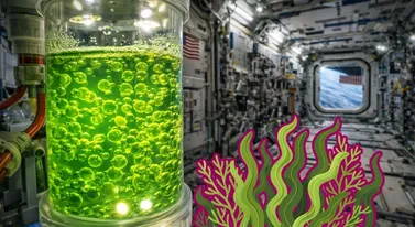 Polskie glony poleciały w kosmos i wróciły zmienione. Co tam się stało?