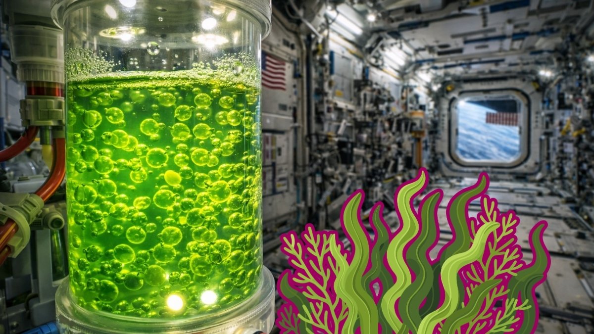 Polskie glony poleciały w kosmos i wróciły zmienione. Co tam się stało?