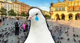 Kraków szykuje antykoncepcję dla gołębi. Dobrze czytasz