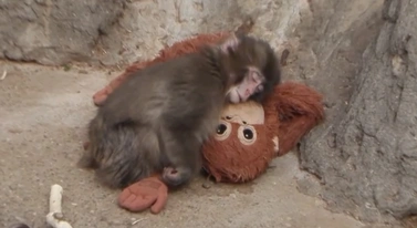 Makak tulił pluszaka. Internet rzucił się na zabawkę