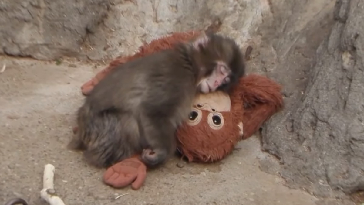 Makak tulił pluszaka. Internet rzucił się na zabawkę