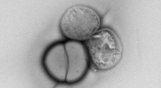 A co, jeśli wszyscy jesteśmy Marsjanami? Najnowsze badanie dowodzi, że mikroskopijne formy życia potrafią przetrwać niewyobrażalne ciśnienie uderzenia planetoidy i wybrać się autostopem na inną planetę.