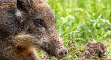 Miasto przepędzi dziki, ale nie sięgnie po przemoc. Tak trzeba żyć