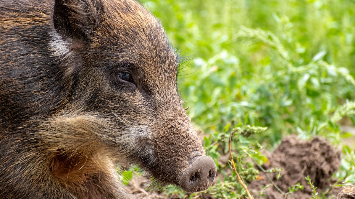 Miasto przepędzi dziki, ale nie sięgnie po przemoc. Tak trzeba żyć