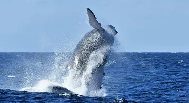 Wieloryb utknął na Bałtyku. To nie powinno się wydarzyć