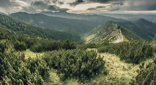 Polscy badacze dokonali niezwykłego znaleziska w sercu naszych najwyższych gór. Zespół naukowy z Krakowa zidentyfikował zupełnie nowy dla nauki gatunek grzyba, który skrywał się na pędach wysokogórskiej kosodrzewiny. To przełomowe odkrycie nie tylko rzuca nowe światło na tajemnice tatrzańskiej przyrody, ale też udowadnia, jak wiele zagadek wciąż kryją przed nami lokalne ekosystemy.