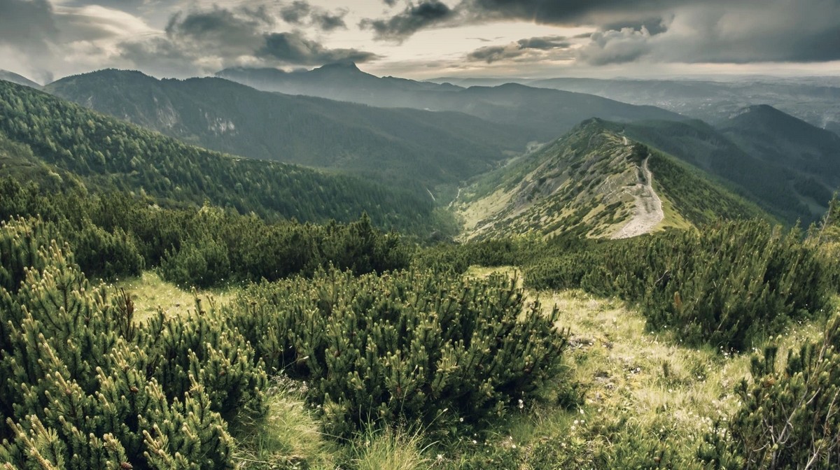 Wielkie odkrycie w polskich Tatrach. Zidentyfikowali nieznany gatunek
