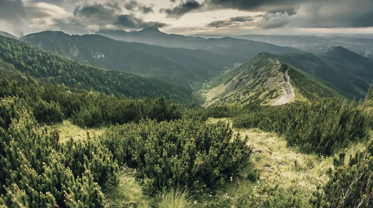 Polscy badacze dokonali niezwykłego znaleziska w sercu naszych najwyższych gór. Zespół naukowy z Krakowa zidentyfikował zupełnie nowy dla nauki gatunek grzyba, który skrywał się na pędach wysokogórskiej kosodrzewiny. To przełomowe odkrycie nie tylko rzuca nowe światło na tajemnice tatrzańskiej przyrody, ale też udowadnia, jak wiele zagadek wciąż kryją przed nami lokalne ekosystemy.
