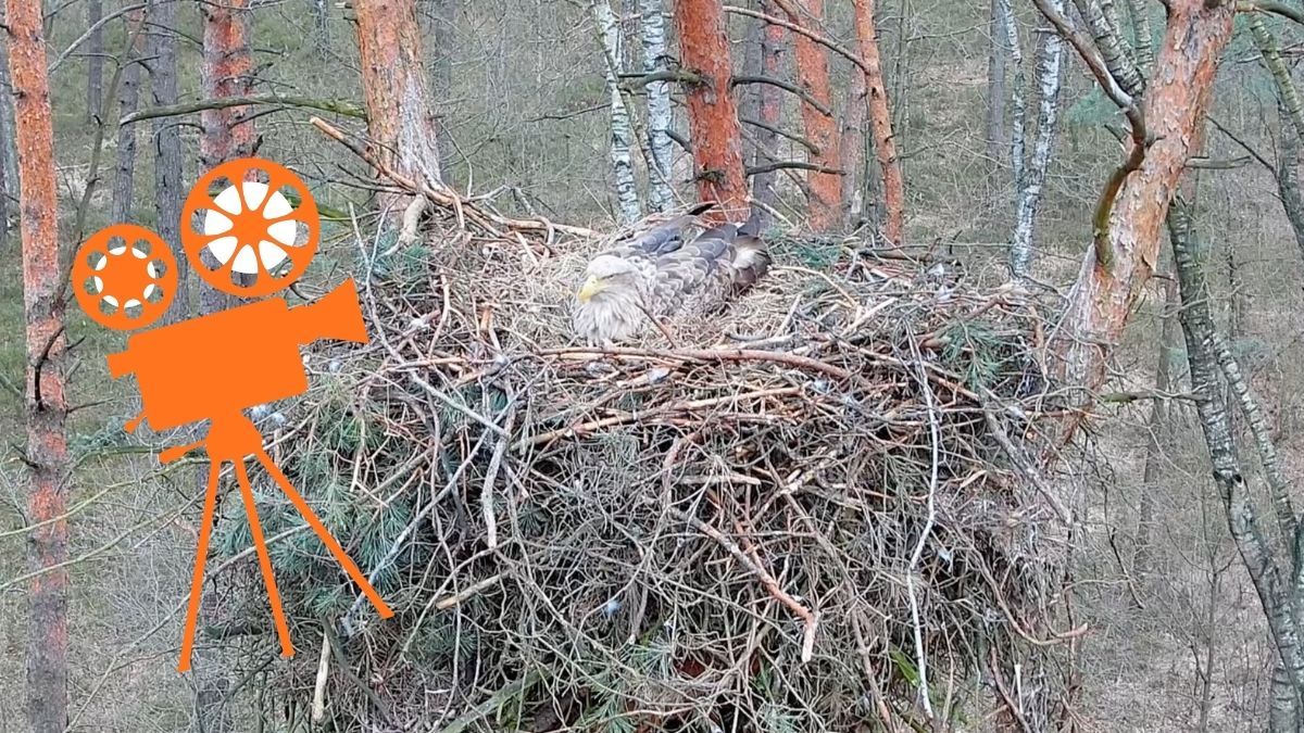 Obejrzysz transmisję o rzadkich w Polsce ptakach. Orange zaskakuje