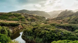 Nie każdy las chłodzi Ziemię. Nowe badanie studzi entuzjazm