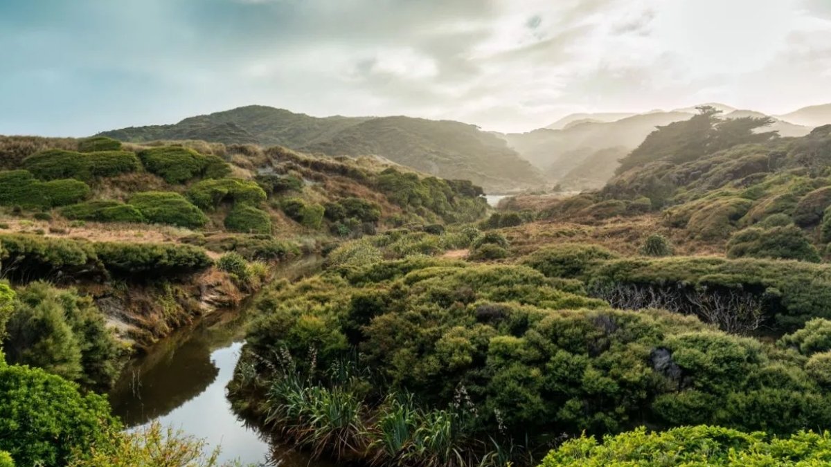 Sadzą drzewa i myślą, iż pomagają klimatowi. To jest bzdura