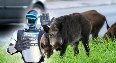 Robot w Polsce przegania dziki, a świat się zachwyca. Szkoda, nie powinien