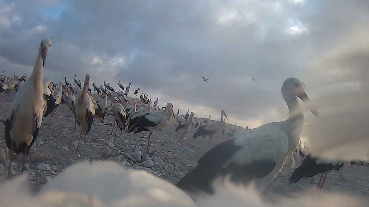 Polacy założyli bocianom plecaki. Efekt jest niesamowity i smutny