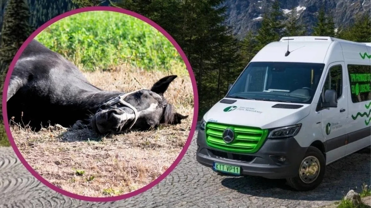 Tylko koni żal. Będą ciągle wjeżdżać na Morskie Oko