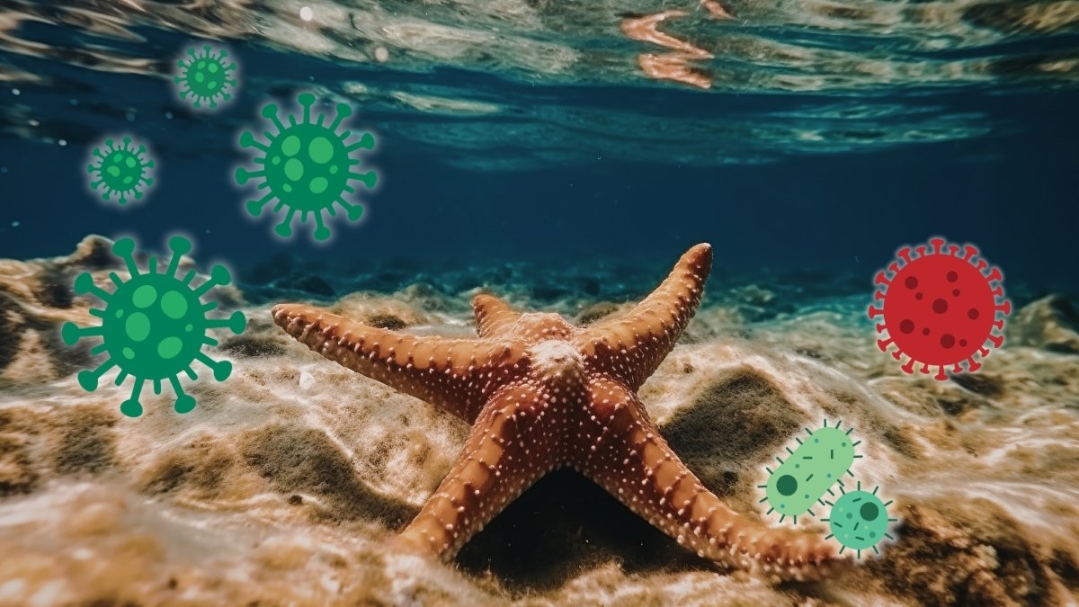 Wyglądają zdrowo, a umierają. Odkryli mechanizm podmorskiej makabry