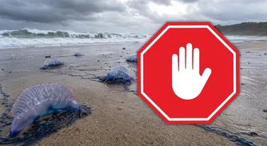 Groźna flota naciera. Te potwory zajmują nowe plaże