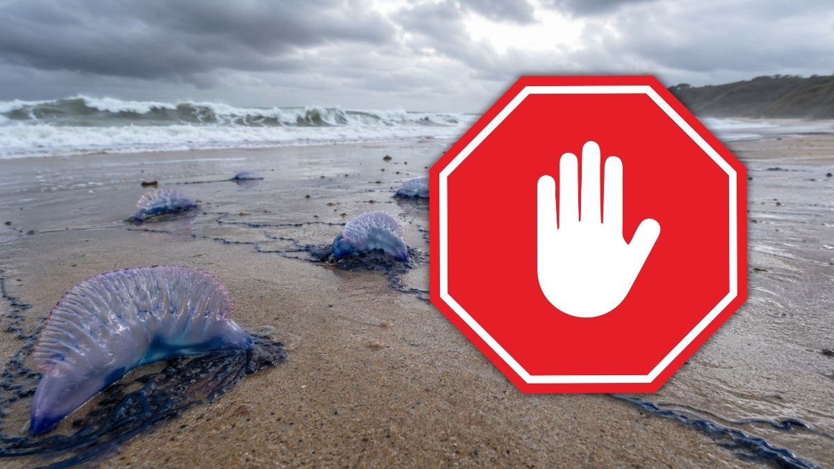 Groźna flota naciera. Te potwory zajmują nowe plaże