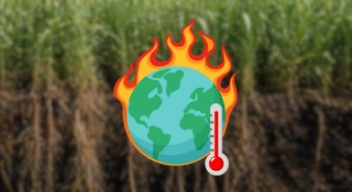 Ta trawa robi pod ziemią coś niezwykłego. Naukowcy widzą w niej klimatyczny potencjał