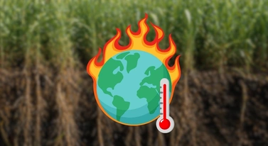 Mają sposób na zmiany klimatu. Trawa uratuje nas przed zagładą