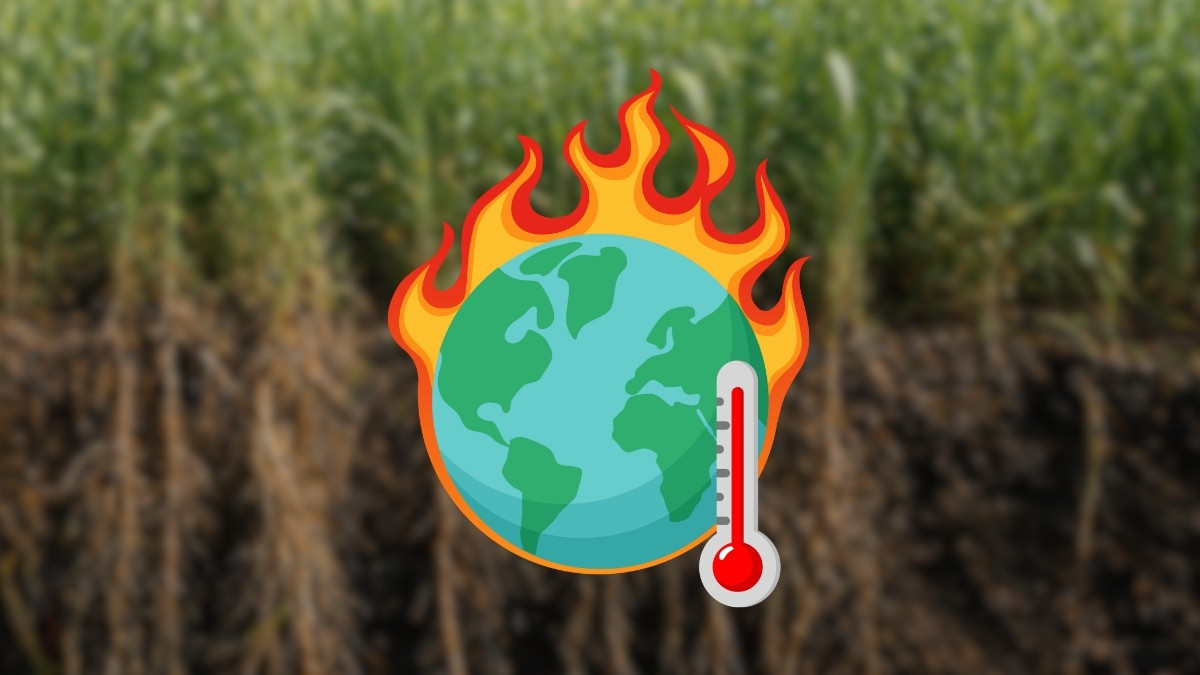 Mają sposób na zmiany klimatu. Trawa uratuje nas przed zagładą