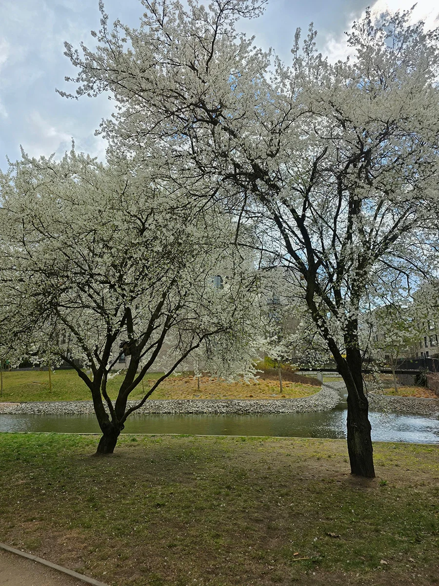 Zdjęcia po Poprawkach AI w Zdjęciach Google