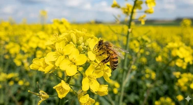 Pszczoły masowo wymierają. Polacy zaprzęgli kosmiczną technologię na ratunek