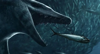W województwie lubelskim odnaleziono szczątki walenia sprzed około 38 mln lat. Nie był to gigant znany z filmów przyrodniczych, lecz zwierzę wielkości dzisiejszego delfina. Mimo skromnych rozmiarów ma ogromne znaczenie, bo to pierwsze znalezisko eoceńskiego walenia z terenu Polski. Do tej pory takie skamieniałości znano w naszej części Europy przede wszystkim z Ukrainy i Niemiec.