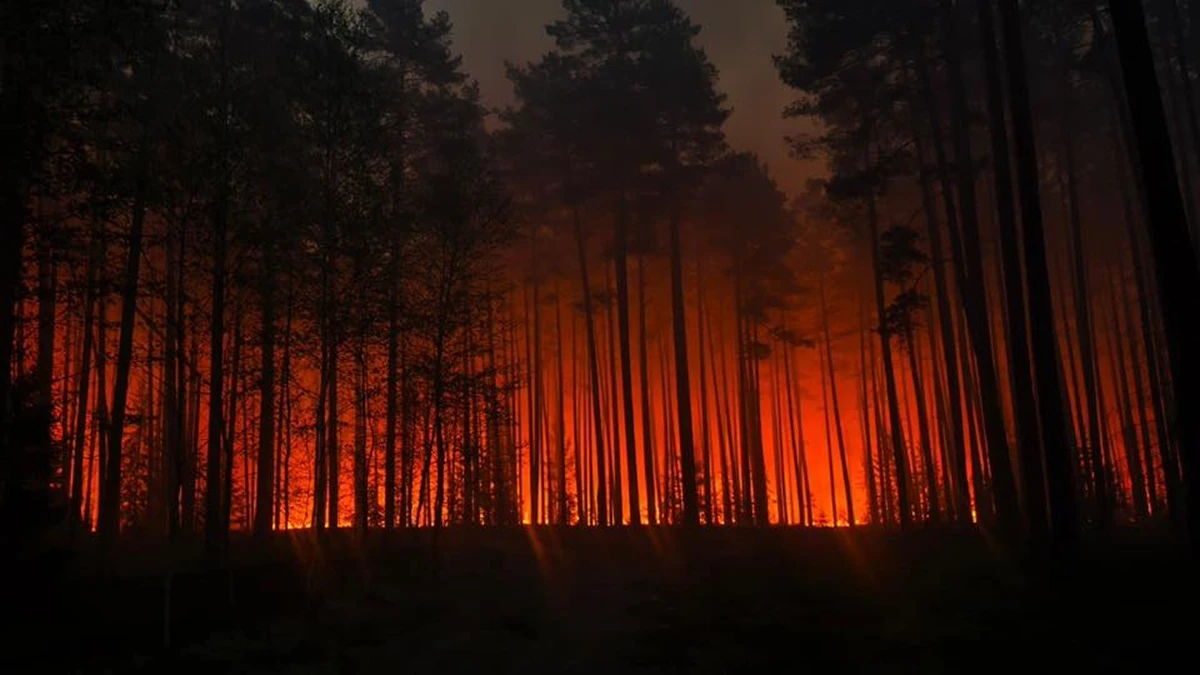 Pożar pożera Puszczę Solską. Samolot gaśniczy spadł podczas akcji