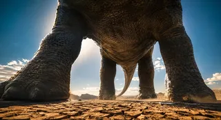 Nowy gigant z Tajlandii. Nagatitan miał 27 m długości