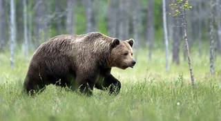 falszywe zwierzeta nagonka