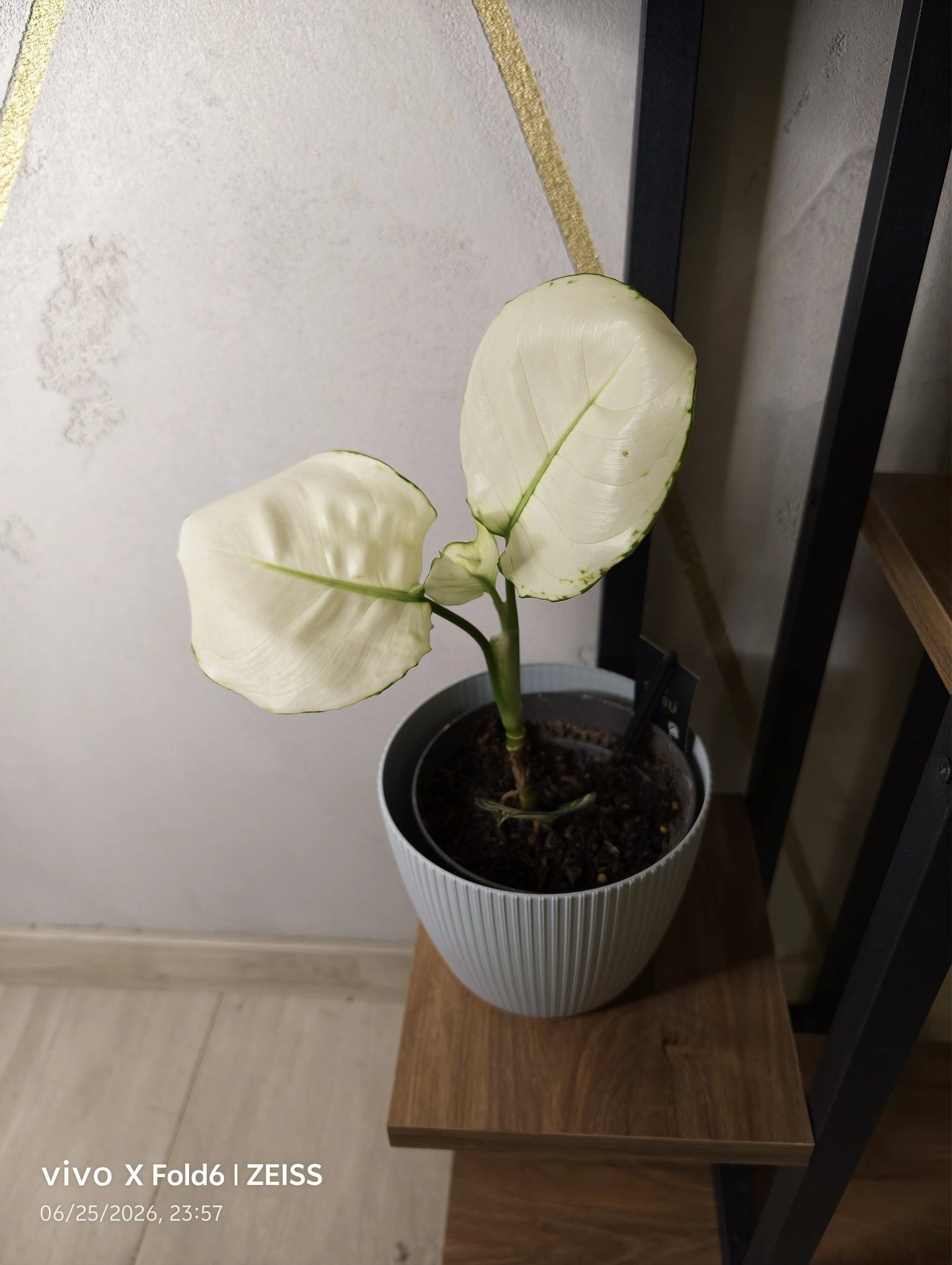 miniatura zdjęcia