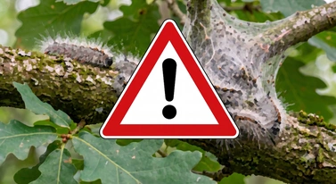Zmiana klimatu to nie tylko pogoda. W Polsce szaleje niebezpieczny szkodnik