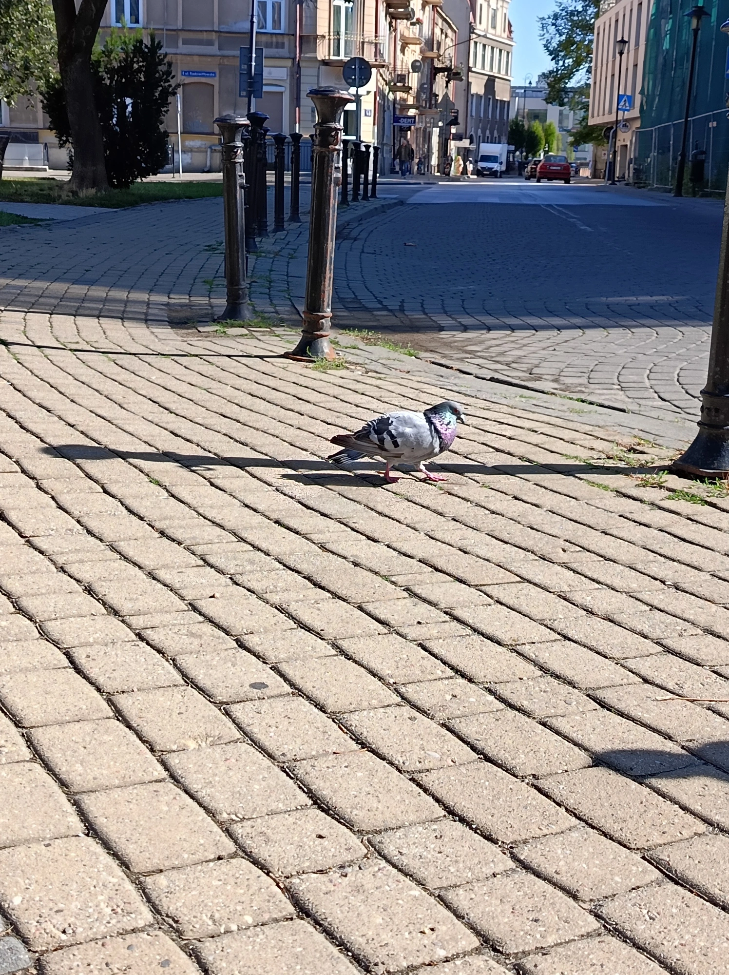 miniatura zdjęcia