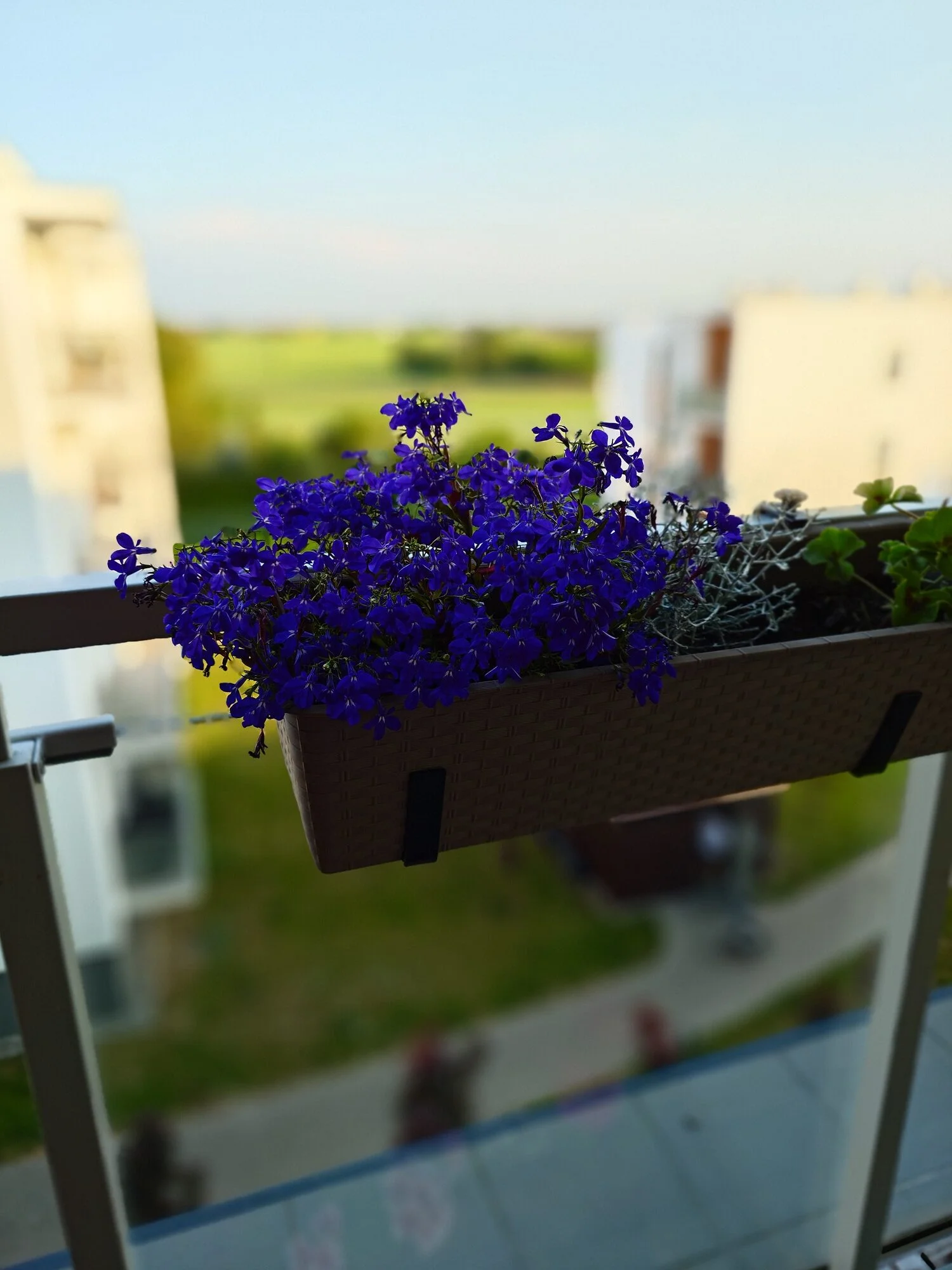 miniatura zdjęcia