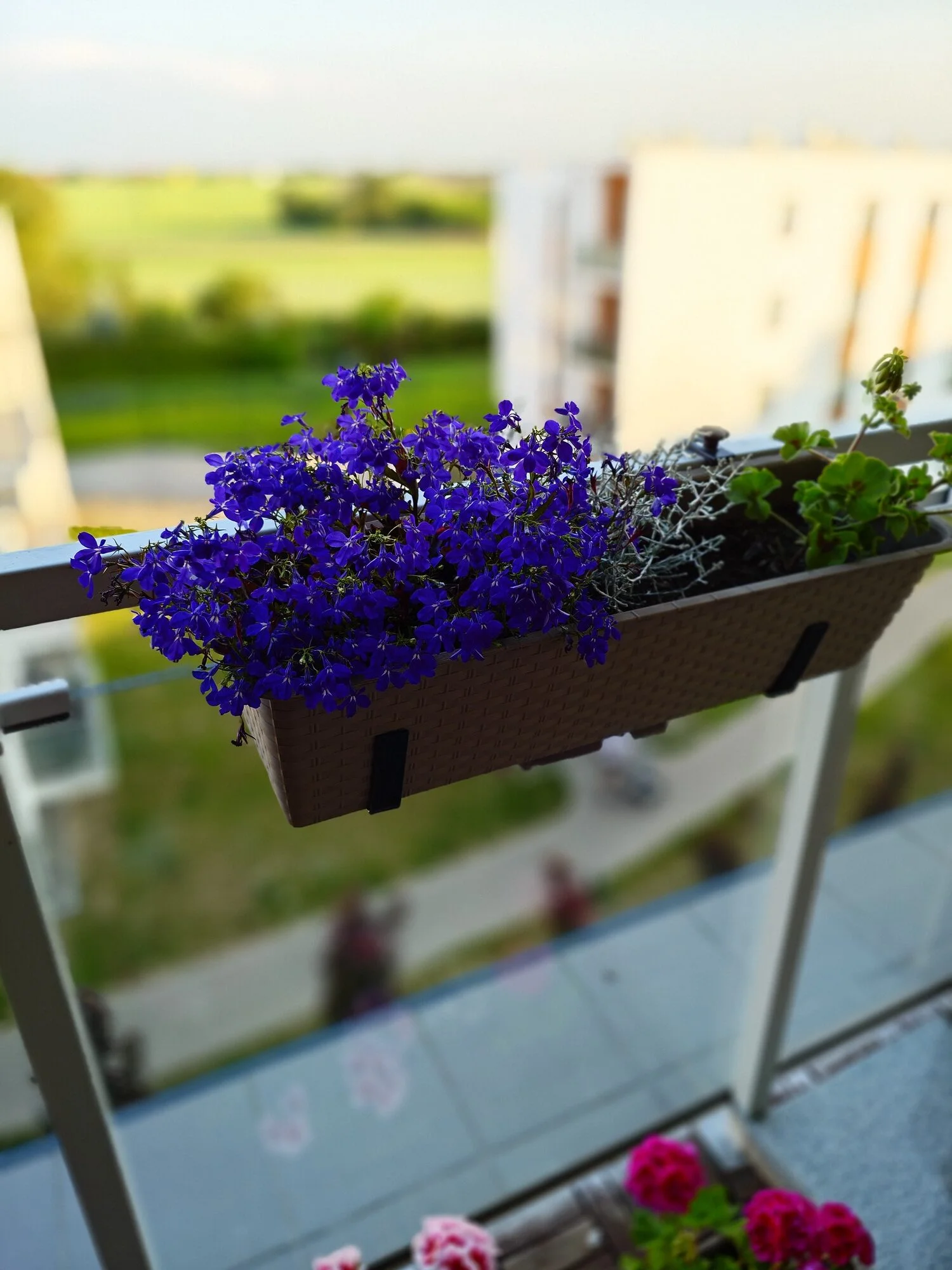 miniatura zdjęcia
