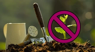 Sadzenie drzew nie zawsze ma sens. Natura potrafi zrobić to taniej