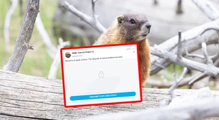 Naukowcy założyli świstakom profil w serwisie OnlyFans