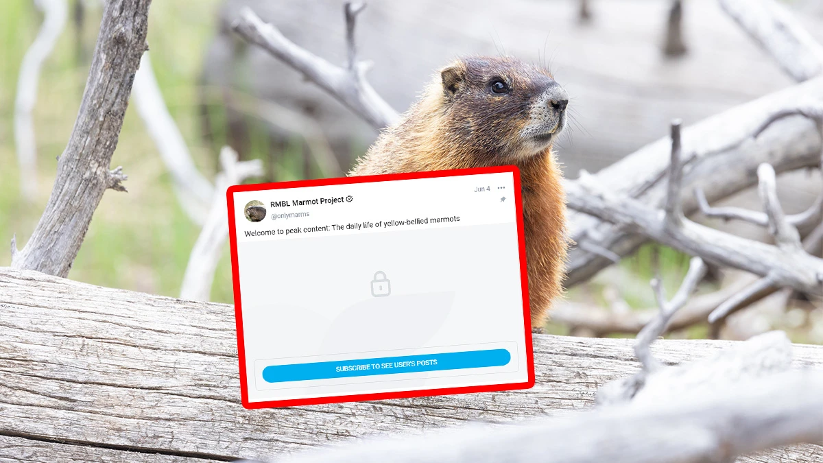 Nie ma kasy na badania, więc poszli na portal dla dorosłych. Tak naukowcy ratują swój projekt