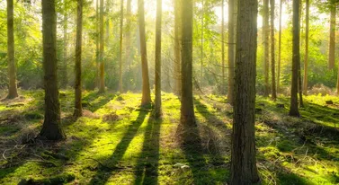 Sadzą lasy, by pochłaniały CO2. Ich zdaniem to głupota