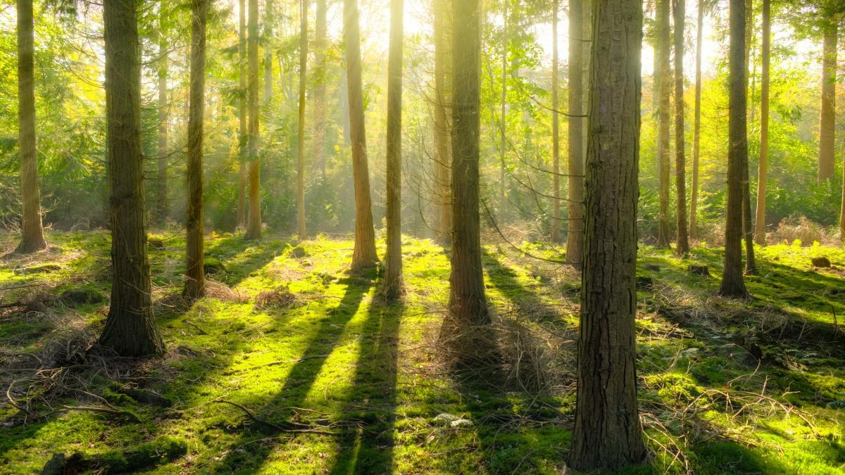 Sadzą lasy, by pochłaniały CO2. Ich zdaniem to głupota