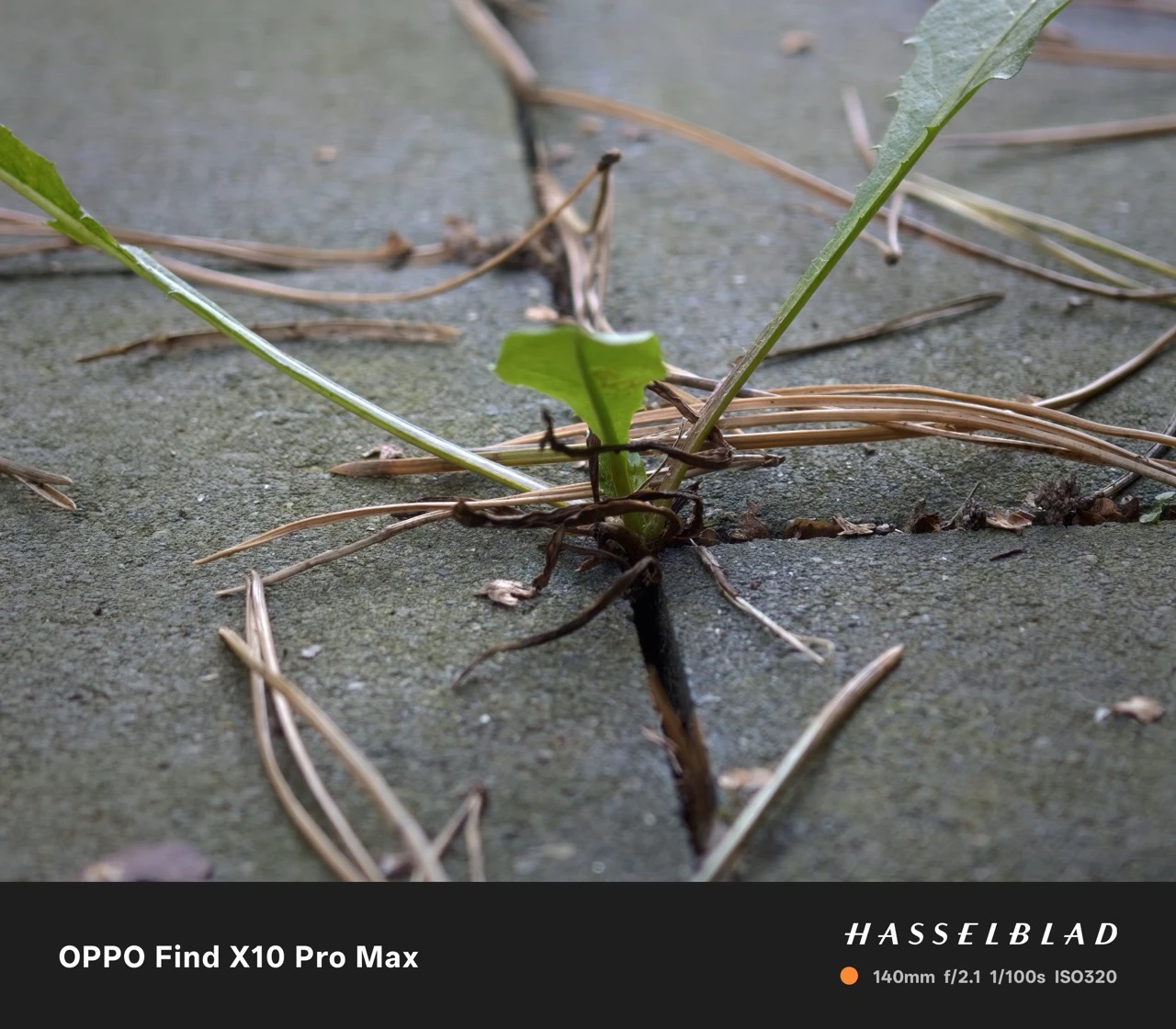 https://cdn-sw.spidersweb.pl/2026/10/oppo-find-x10-pro-max-zdjecia-93.jpeg